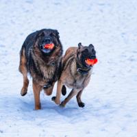 Come - the most valuable word we can train our dogs
