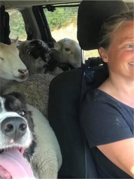 monique driving with goats and dog