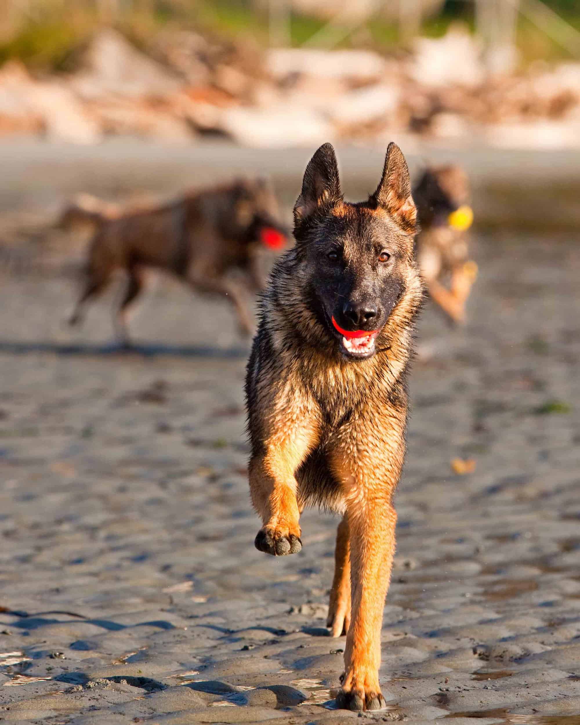 reggie running